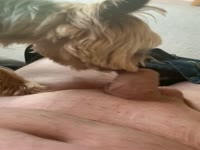 Dog cleaning my cock
